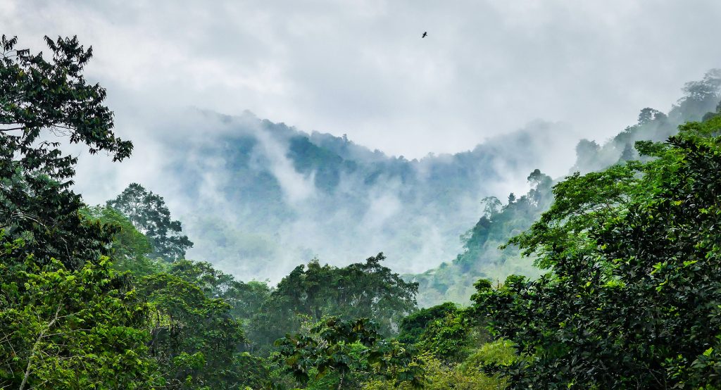 The Jama-Coaque Ecological Reserve is a 1,600-acre (650 hectare) protected area of Pacific Equatorial Forest in coastal Ecuador. It is one of the last significant remnants of tropical moist evergreen forest and premontane cloud forest in the region between the Andes mountains and the Pacific Ocean in Ecuador. It is estimated that only 2% of the native forest still remains in coastal Ecuador.