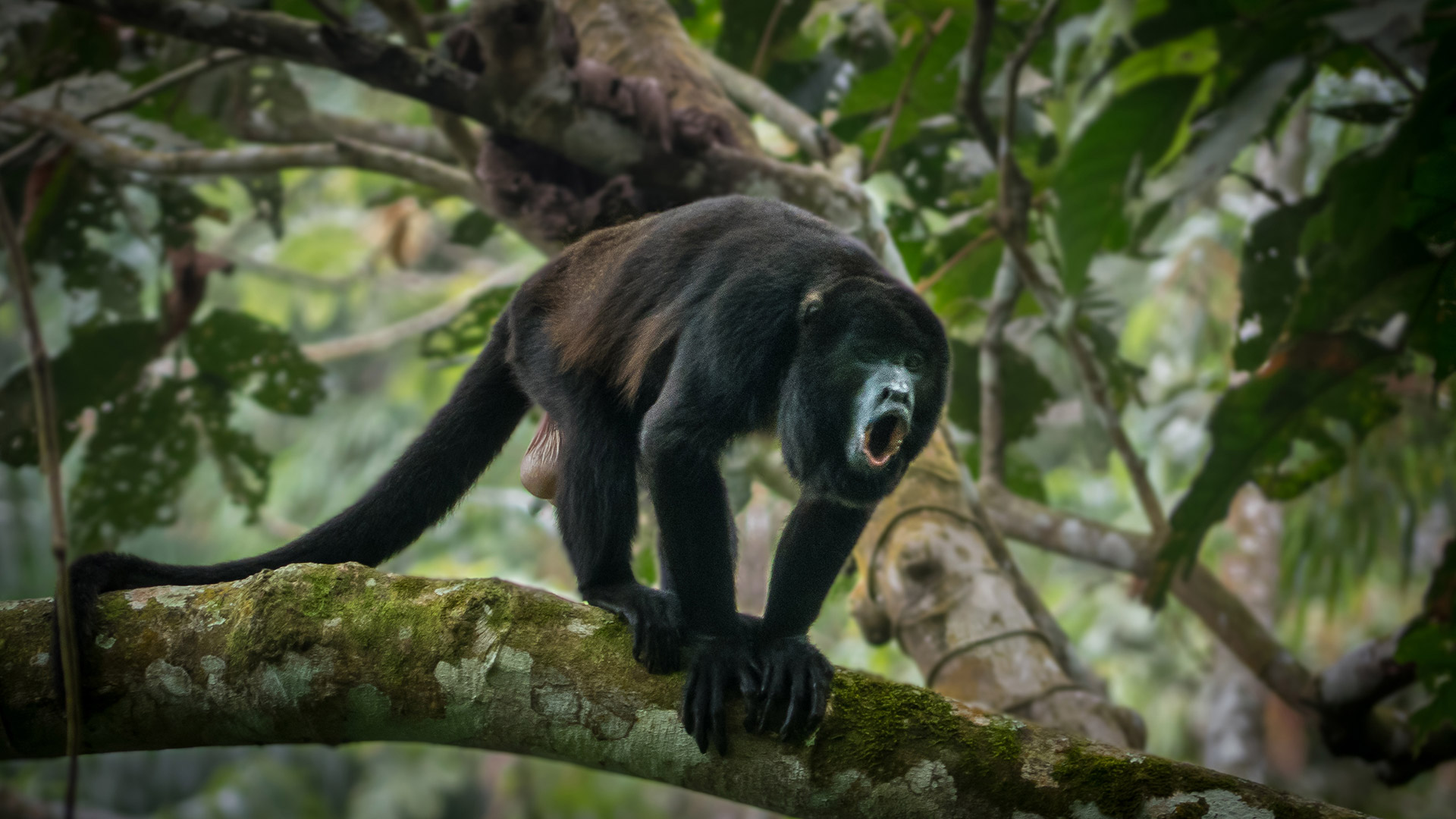 Le singe hurleur à manteau noir est l'un des primates emblématiques de la côte équatorienne en raison de ses vocalisations profondes et retentissantes.