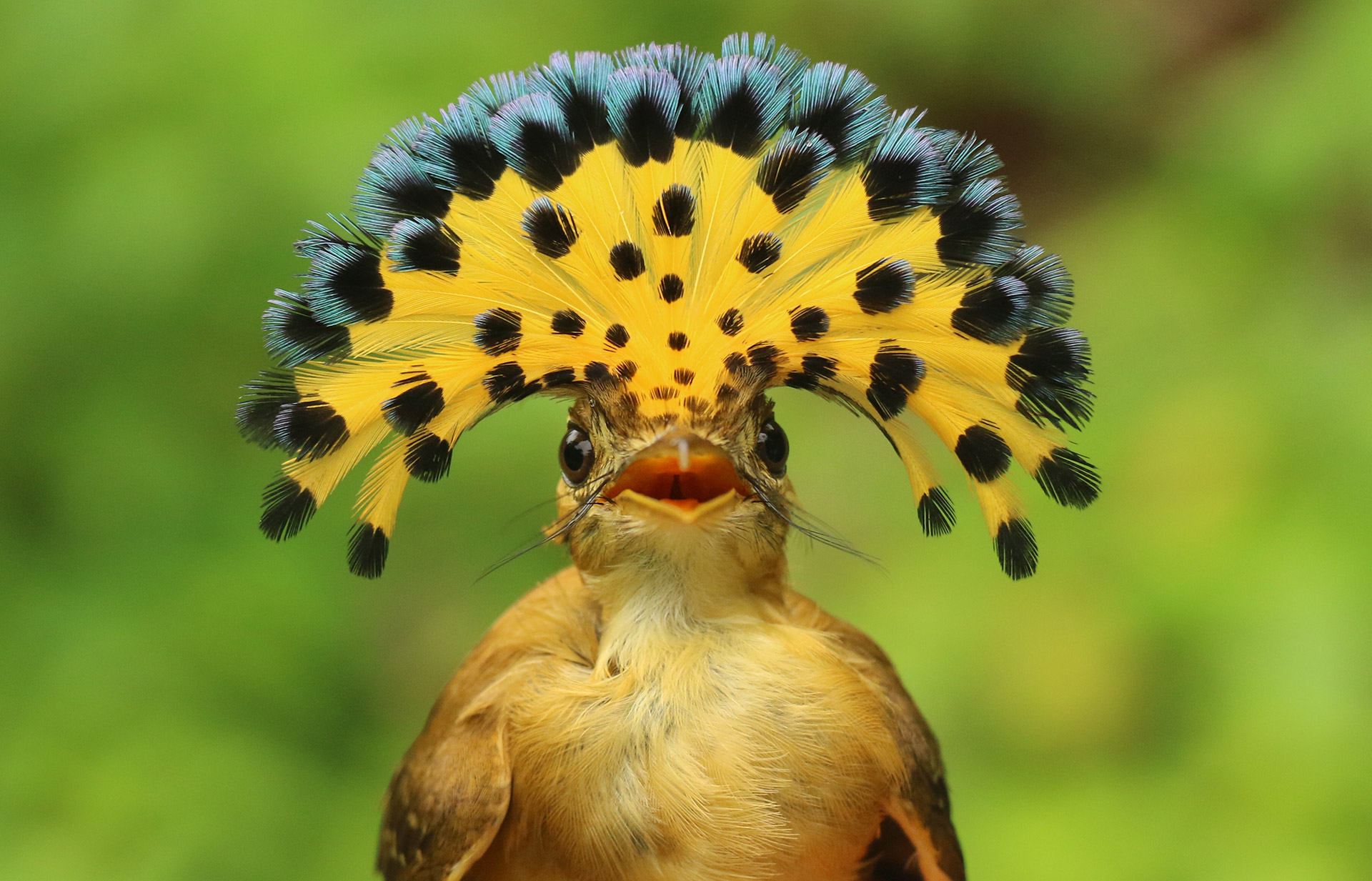 The Pacific Royal Flycatcher is a spectacular species found almost exclusively in western Ecuador that is known for its brilliant crown of feathers. Unfortunately, much of the species habitat has been lost to deforestation in the past 50 years.