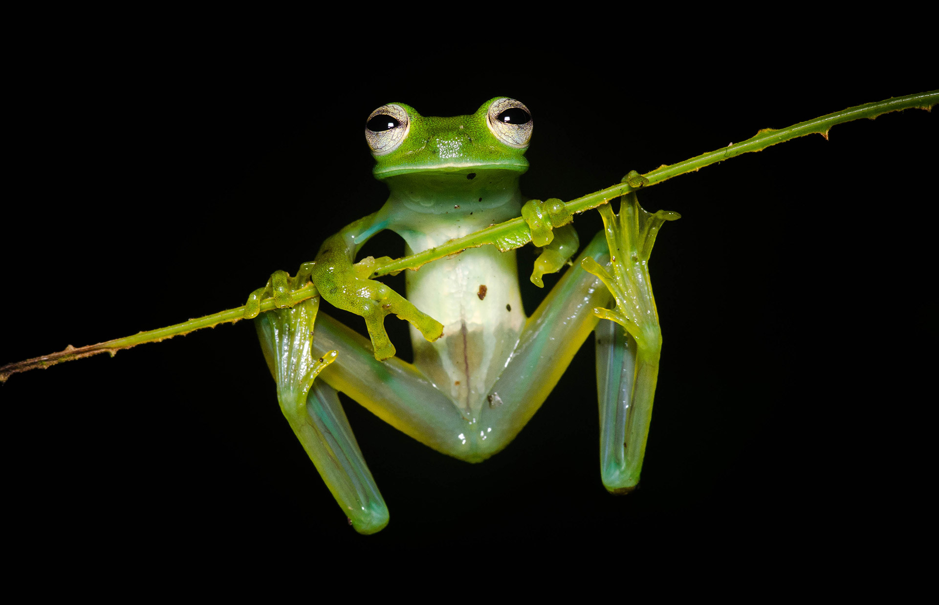The Variable Glassfrog is widespread across much of the Choco rainforest and can frequently be found calling from branches overhanging small streams.