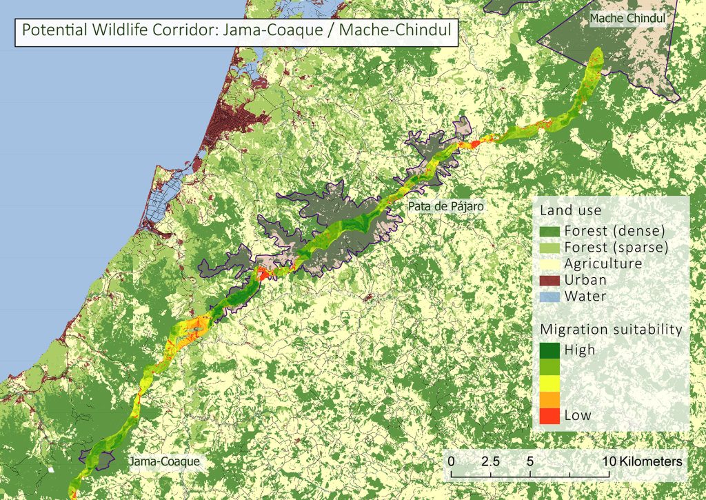 Les techniques spatiales associées à des expertises de terrain permettent de modéliser les routes migratoires et de planifier les activités de sauvegarde. Elles maximisent l'impact des mesures pour la protection des espèces menacées comme le Capucin Equatorien.