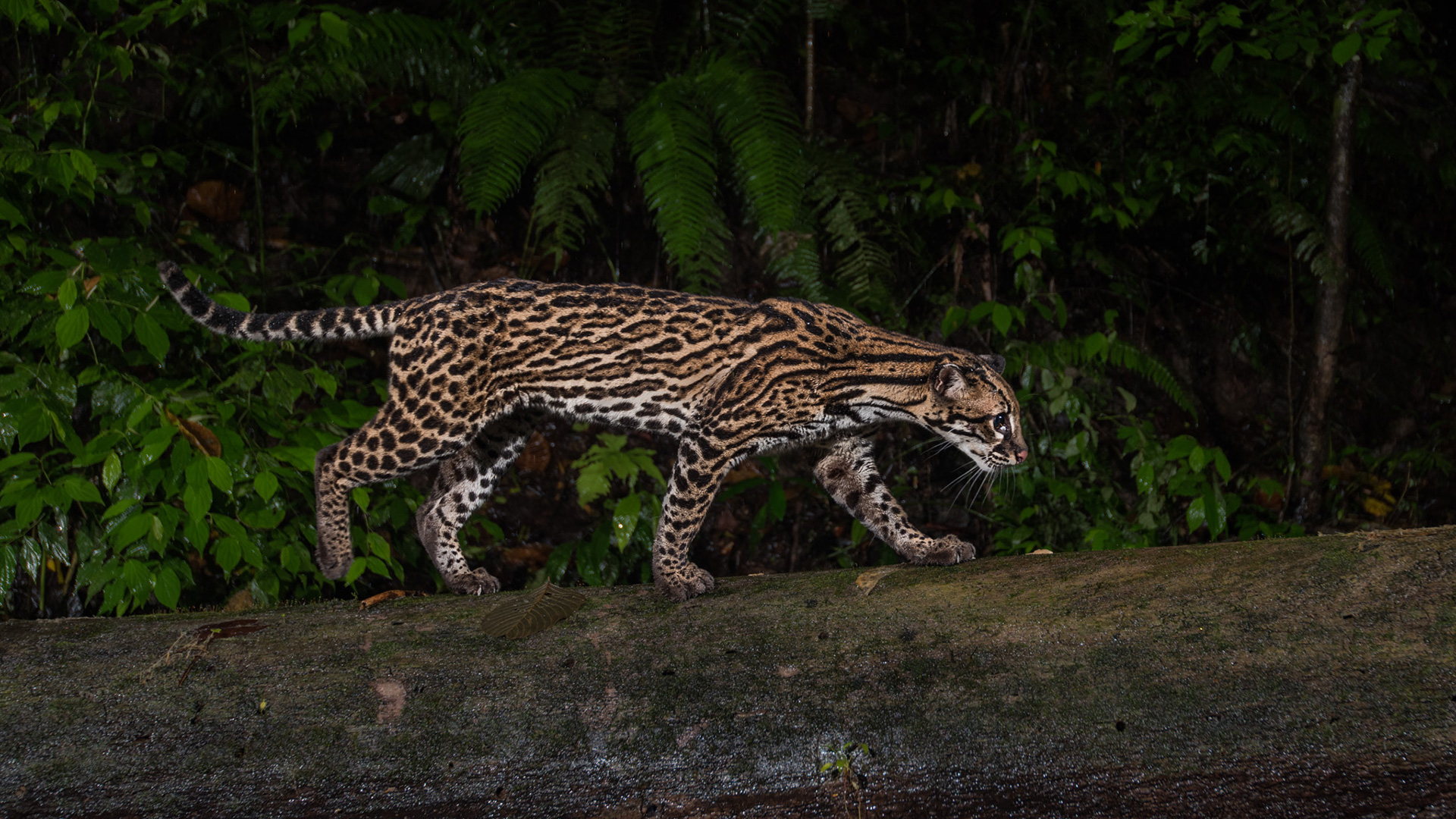 Les ocelots, ces magnifiques félins solitaires tachetés, viventdans une grande partie de l'Amérique Latine. Rarement rencontrés sur le terrain, on peut néamnoins les observer grâce à des caméras camouflées.