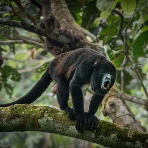 Le singe hurleur à manteau noir est l'un des primates emblématiques de la côte équatorienne en raison de ses vocalisations profondes et retentissantes.