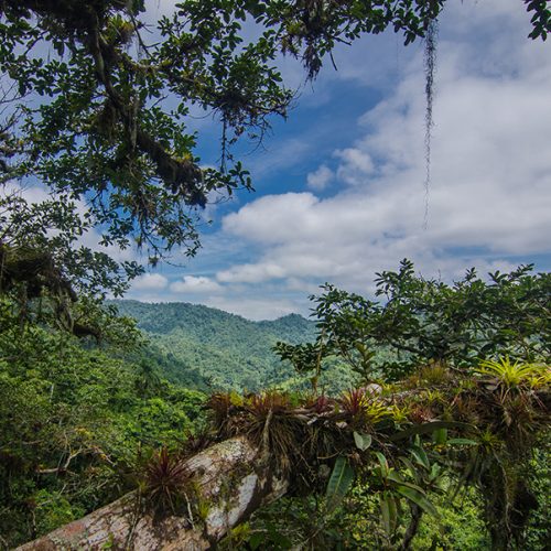 Réserve naturelle de Jama-Coaque, Equateur La réserve écologique de Jama-Coaque est une zone protégée de 650 hectares de forêt équatoriale sur la côte pacifique de l'Equateur. Elle constitue l'un des derniers massifs équatoriens de forêt tropicale humide et de forêt d'altitude situé entre les Andes et l'océan Pacifique. Il ne resterait que 2% de forêt indigène dans cette région côtière.
