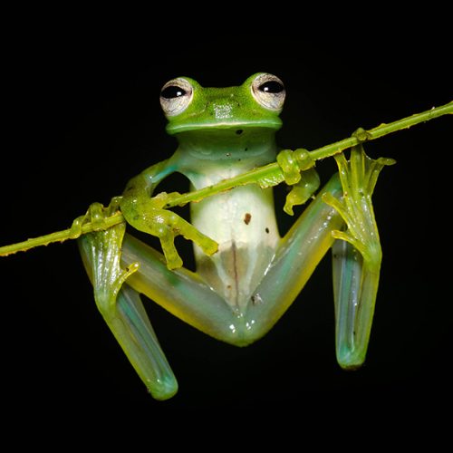 La grenouille de verre est largement répandue dans la forêt tropicale du Choco, coassant à l'aplomb des cours d'eau.