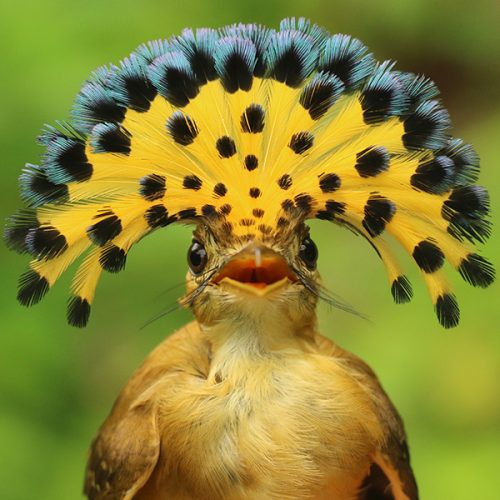 Porte-éventail couronné Connu pour sa majestueuse couronne de plumes, le Porte-EventailCouronné est une espèce visible presqueexclusivement dans l'ouest de l'Équateur. Une grande partie de son habitat a malheureusement été décimé par la déforestation des cinquante dernières années.