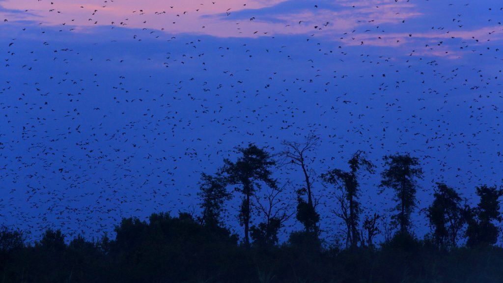 Parc national de Kasanka, en Zambie.
