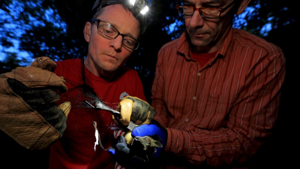 Martin Wikelski et Roland Kays du Max Planck Institute for Ornithology extraient les chauves-souris d'un filet.