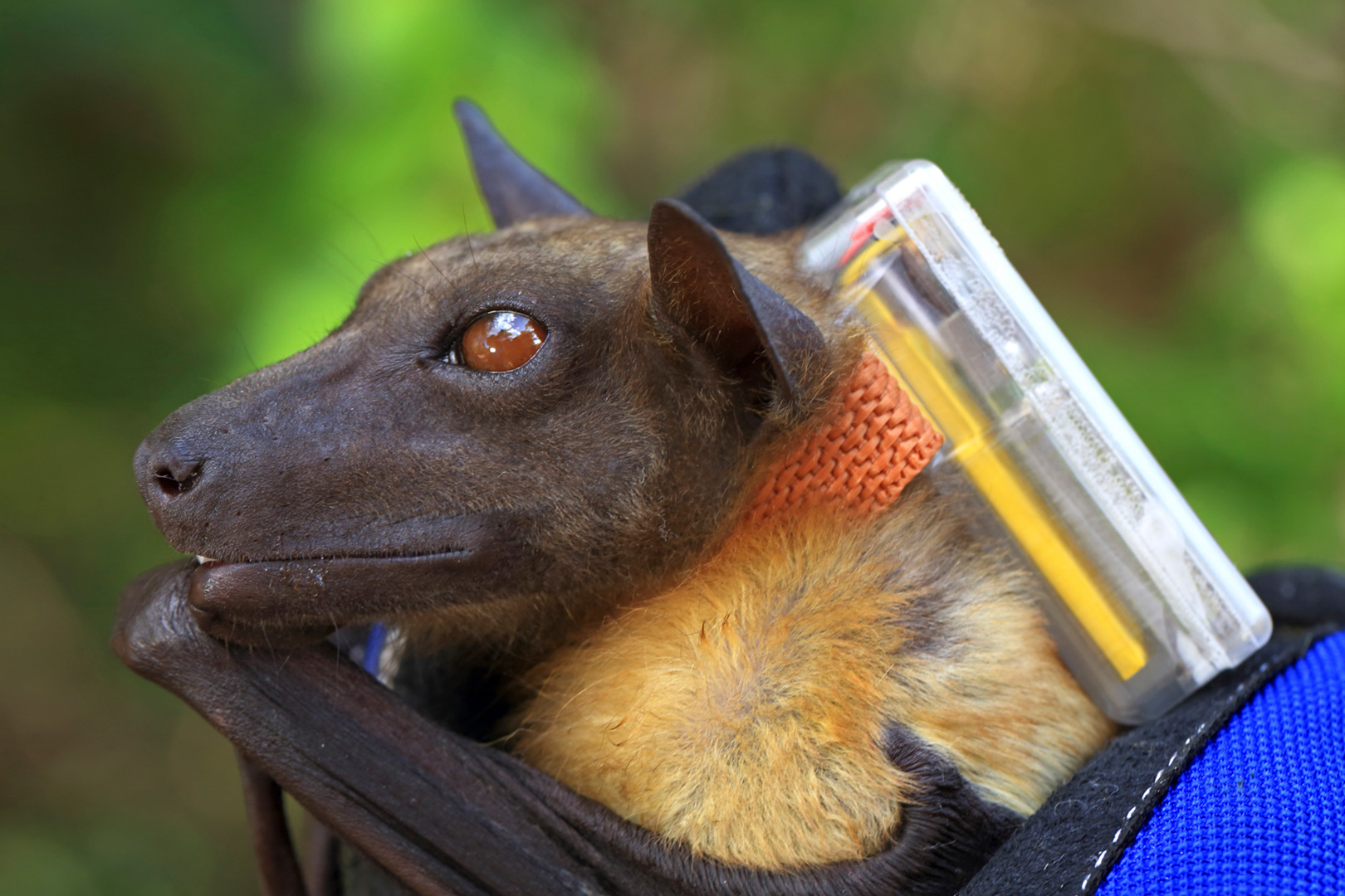 Une chauve-souris équipée d'un transmetteur.