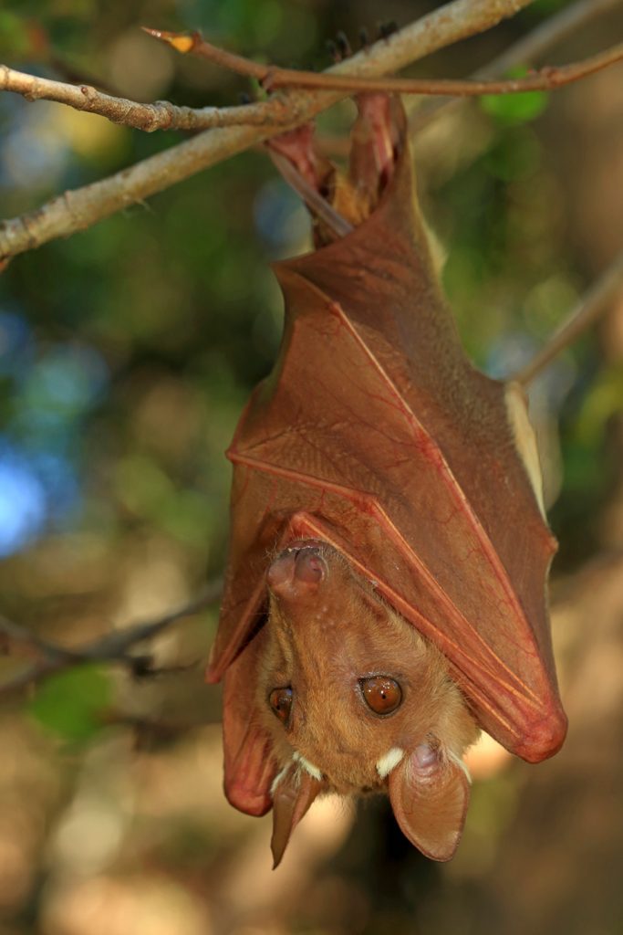Chauve-souris frugivore.