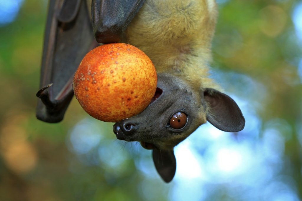 Chauve-souris frugivore.