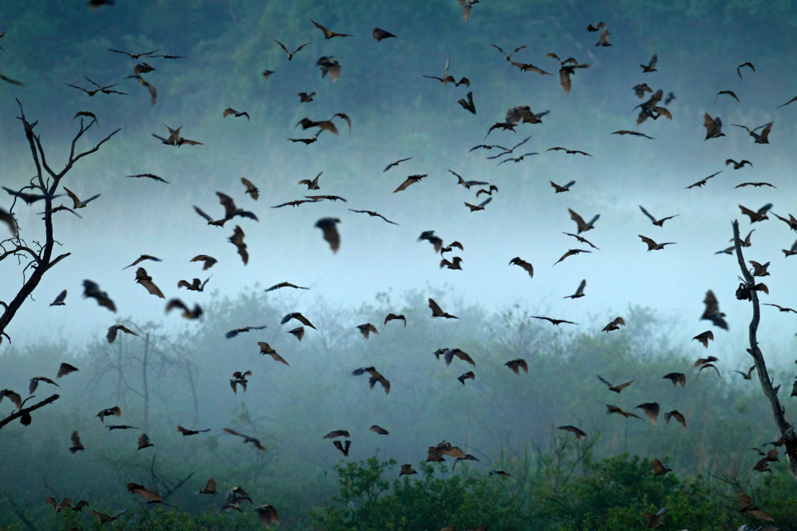 Retour des chauves-souris dans leur colonie au petit matin.