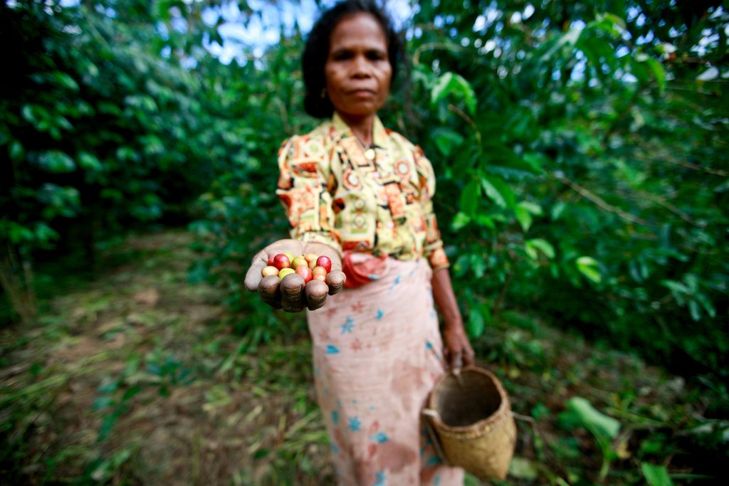 Le café est l'une des cultures les plus importantes du Timor-Leste, apportant des revenus indispensables au pays. Magdalena, tenant des grains de café, récolte le café depuis l'âge de 15 ans.