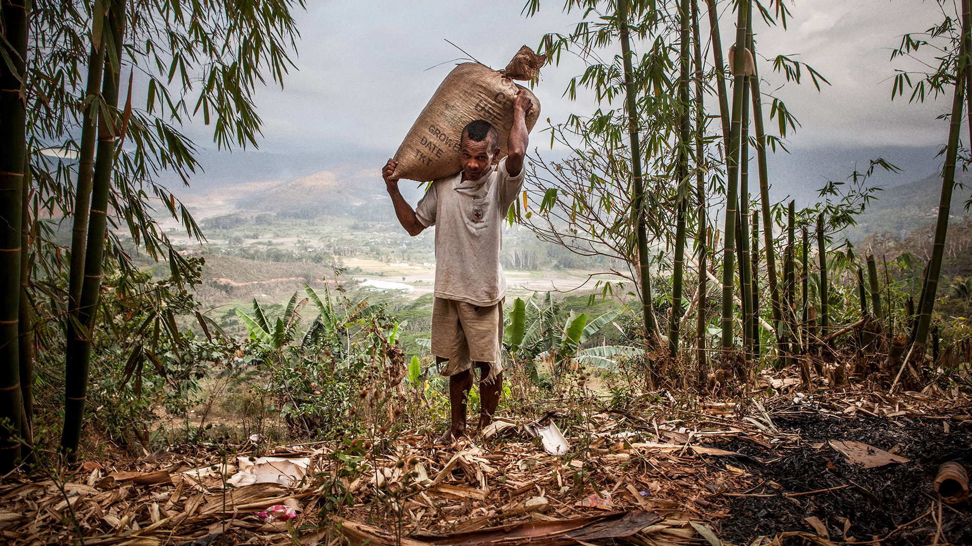 Coffee is one of Timor-Leste’s most important crops, bringing much-needed revenue to the country.