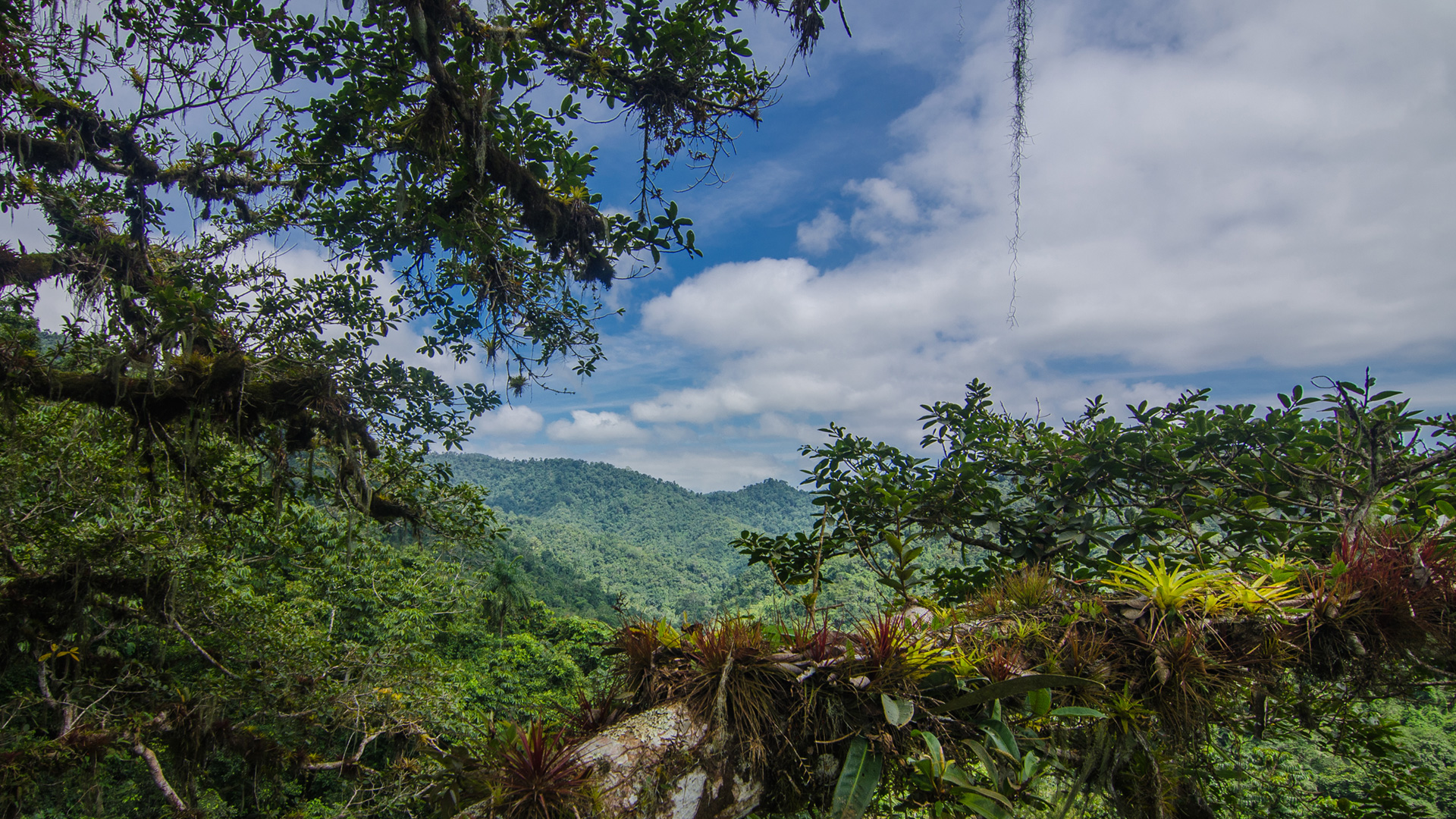 Réserve naturelle de Jama-Coaque, Equateur La réserve écologique de Jama-Coaque est une zone protégée de 650 hectares de forêt équatoriale sur la côte pacifique de l'Equateur. Elle constitue l'un des derniers massifs équatoriens de forêt tropicale humide et de forêt d'altitude situé entre les Andes et l'océan Pacifique. Il ne resterait que 2% de forêt indigène dans cette région côtière.