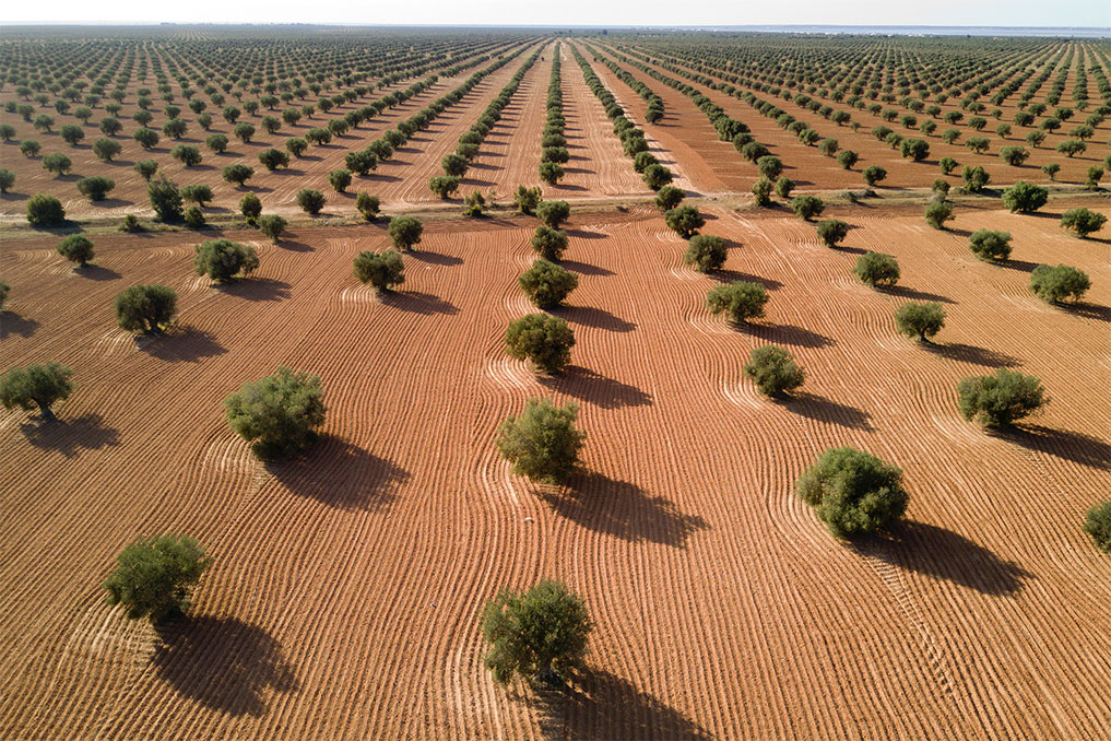 Olive groves in the Zarzis region of Tunisia.