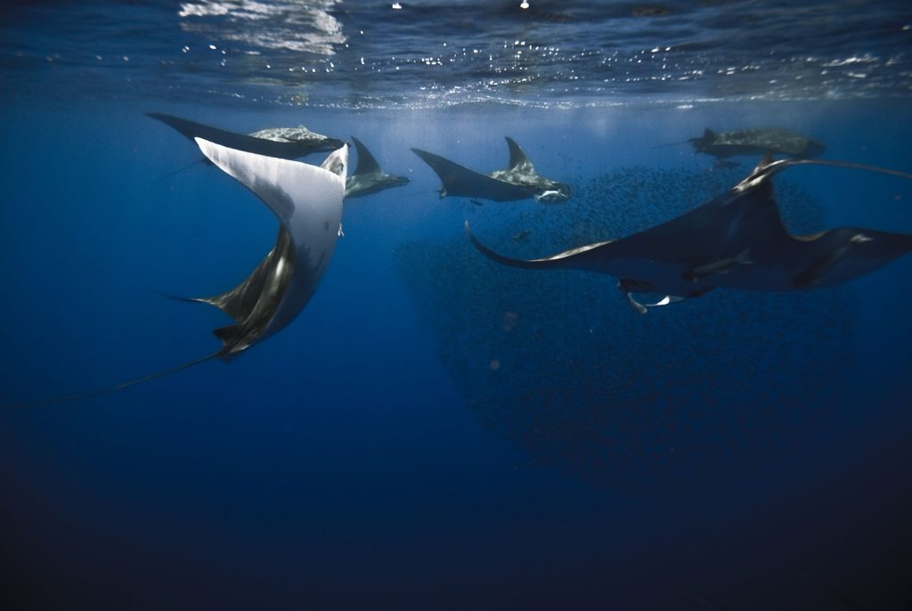 Manta rays can act as environmental sentinels and help us detect changes related to the human impacts on our oceans.