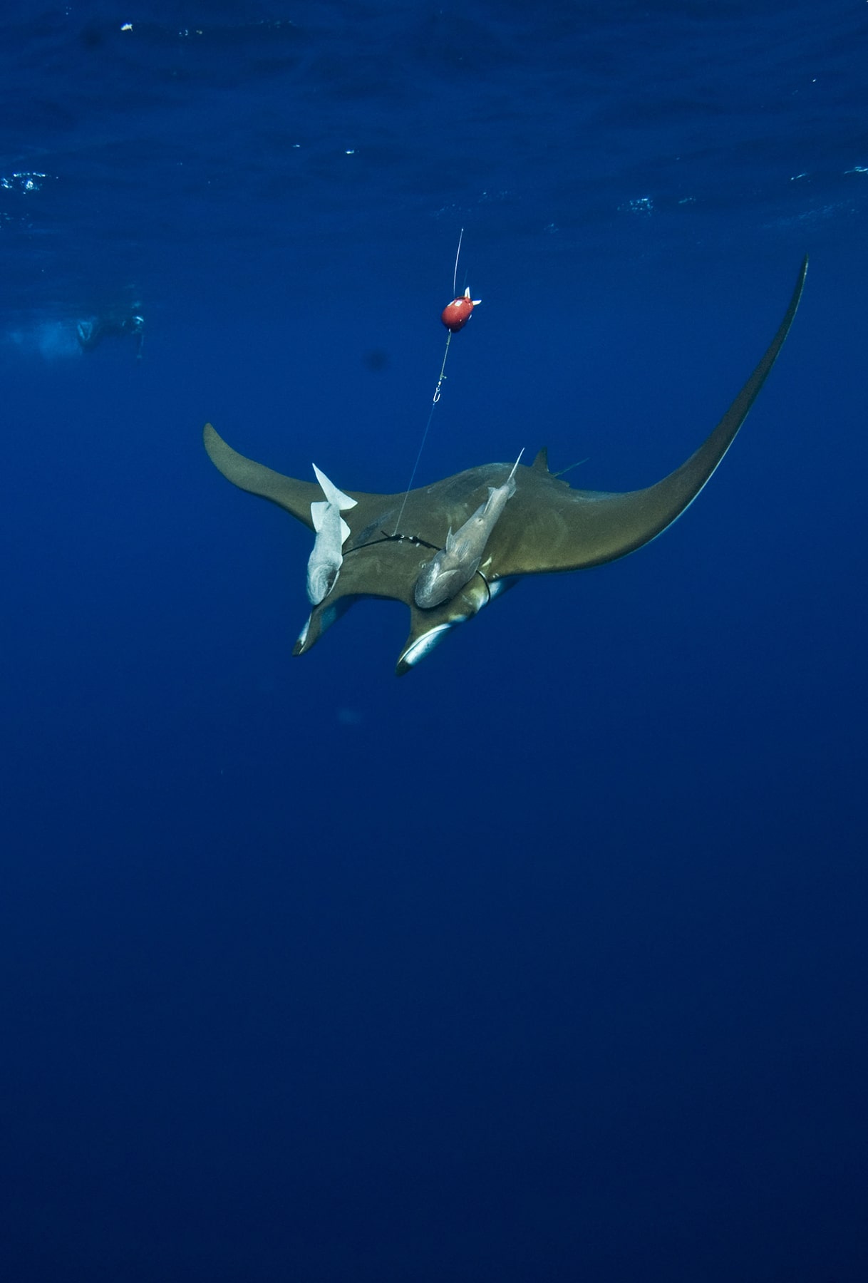 Sharks and manta rays can carry multiple sensors to monitor remote and inaccessible environments in a very consistent way.