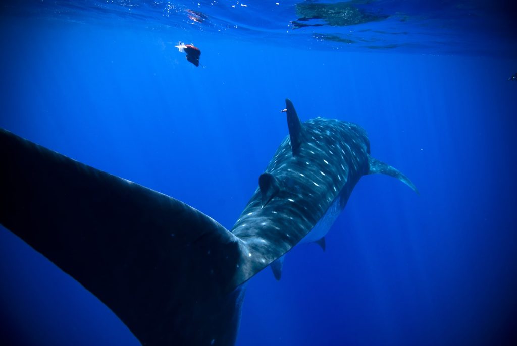 Whale shark equipped with an non invasive tagging system. Tags can be deployed in a non-invasive way so there is minimal impact on the animals. Without Space technologies it would be impossible to relocate the tags and collect valuable information on marine ecosystems.